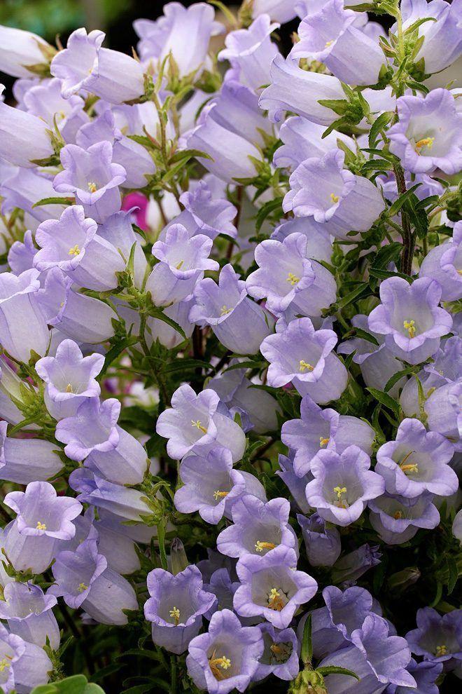 Whispers of Dawn Pastel Posy